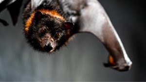 mariana fruit bat, which was recently added to list of extinct animals